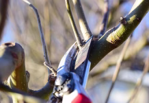 Marca obrežemo sivko, jablano in še nekatere druge rastline, da bodo bujno rastle in obrodile obrezovanje drevja pruning tree