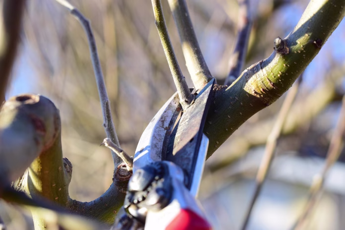 obrezovanje drevja pruning tree