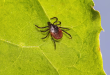 Klopi so že zelo aktivni. Kje v Sčpveniji jih je največ in kako se zaščititi? tick, lyme, ixodes scapularis, deer tick, black-legged tick, ixodes ricinus, castor bean tick, disease, illness, sheep tick, insect, parasitic, nature, animal, arachnid, hard-bodied tick, arthropod, plant, poisonous, bacteria, tick, tick, tick, tick, tick, deer tick, deer tick