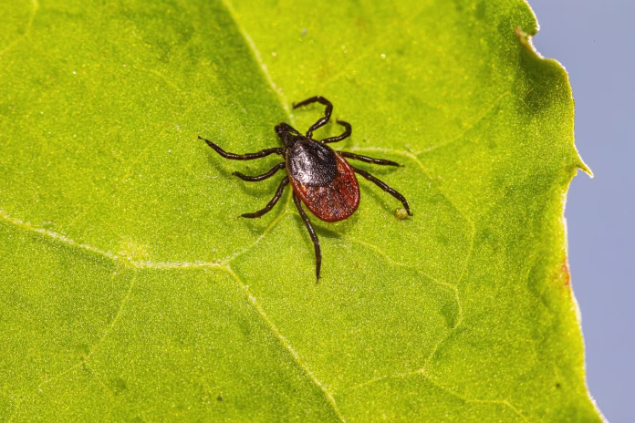 tick, lyme, ixodes scapularis, deer tick, black-legged tick, ixodes ricinus, castor bean tick, disease, illness, sheep tick, insect, parasitic, nature, animal, arachnid, hard-bodied tick, arthropod, plant, poisonous, bacteria, tick, tick, tick, tick, tick, deer tick, deer tick