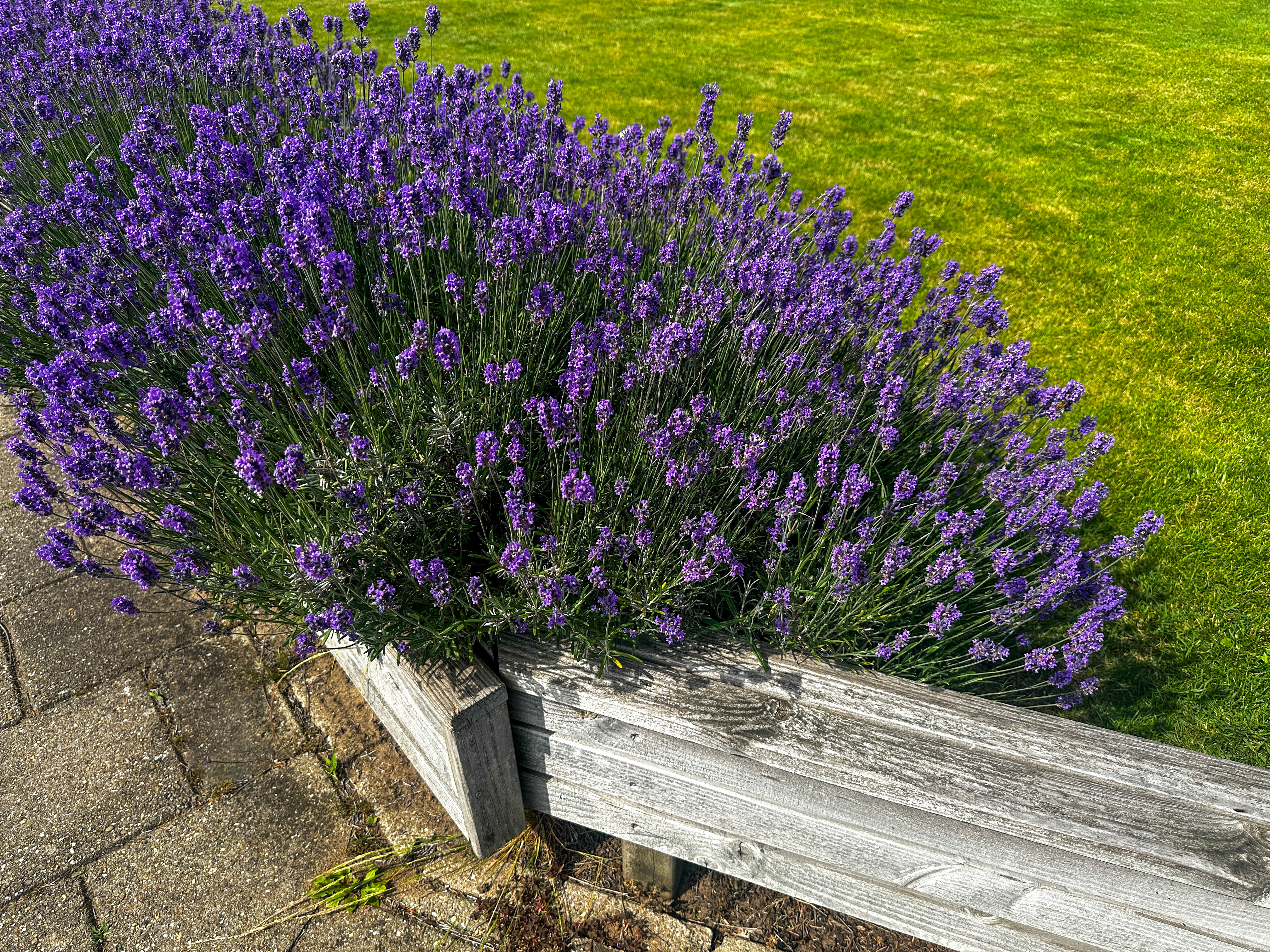 a-dense-bush-of-purple-lavender-blooms-beside-a-sidewalk-framed-by-a-low-wooden-edging-the-bright-green-lawn-behind-it-adds-contrast-and-freshness-netherlands-stockpack-istock A dense bush of purple lavender blooms beside a sidewalk, framed by a low wooden edging. The bright green lawn behind it adds contrast and freshness (Netherlands)