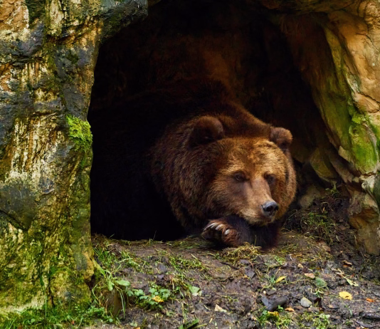 Medvedi znova aktivni: kako ravnati ob srečanju? bear, brown bear, hibernation, wildlife, nature, bear's den, mammal, hibernation, hibernation, hibernation, hibernation, hibernation