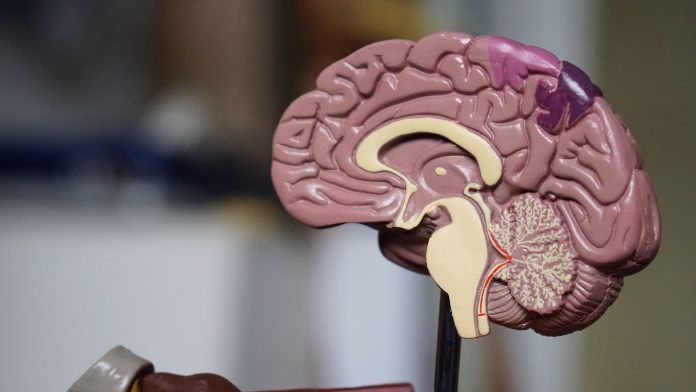 brown-brain-decor-in-selective-focus-photography-stockpack-unsplash možgani
