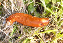 Rdeči polži letos bolj zgodnji: zakaj jih je toliko že maja in kako zaščititi vrt? snail, red slug, arion rufus, orange, bright, red, slow, to crawl, disgusting, slimy, slippery, large slug, big red slug, nudibranch, slug, arionidae, land snail, stylommatophora
