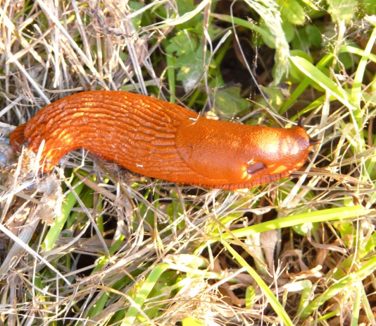 Rdeči polži letos bolj zgodnji: zakaj jih je toliko že maja in kako zaščititi vrt? snail, red slug, arion rufus, orange, bright, red, slow, to crawl, disgusting, slimy, slippery, large slug, big red slug, nudibranch, slug, arionidae, land snail, stylommatophora