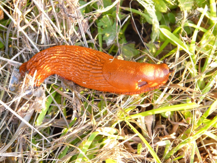 snail, red slug, arion rufus, orange, bright, red, slow, to crawl, disgusting, slimy, slippery, large slug, big red slug, nudibranch, slug, arionidae, land snail, stylommatophora