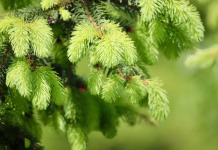 Kje nabirati smrekove vršičke in kako dolgi morajo biti? spruce, spruce needles, spruce tips, conifer, sprout, fresh green