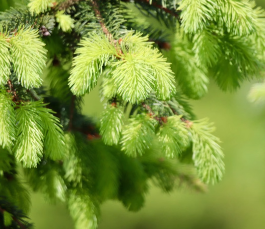 Kje nabirati smrekove vršičke in kako dolgi morajo biti? spruce, spruce needles, spruce tips, conifer, sprout, fresh green