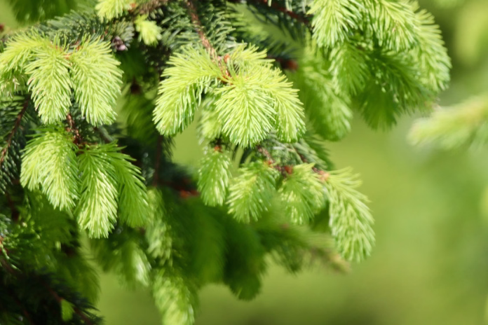 spruce, spruce needles, spruce tips, conifer, sprout, fresh green