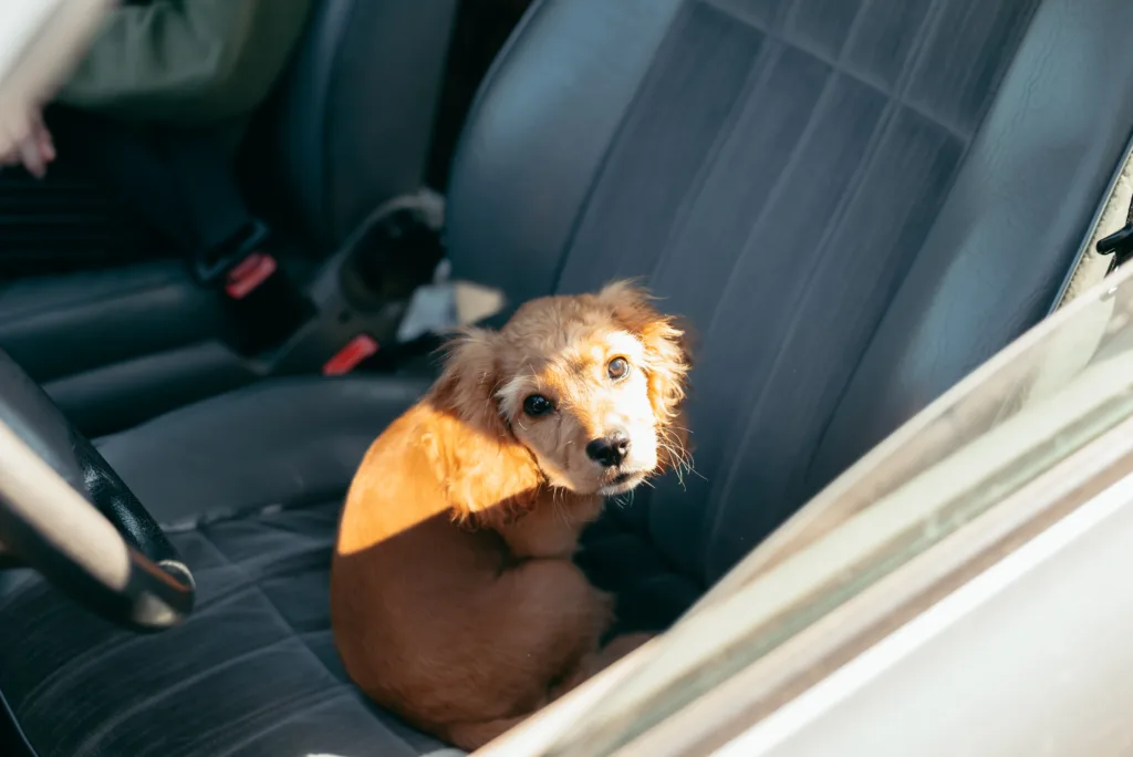 A small brown dog sits on the car seat, looking around curiously. Sunlight streams into the vehicle, highlighting the dog's features and creating a warm atmosphere.