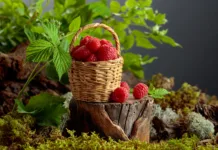 Maline sodijo med največja superživila poletja – ena junijska napaka pa vam lahko uniči pridelek. A small wicker basket filled with fresh, ripe raspberries on a old stump in forest. The vibrant red berries are piled high in the basket, with some spilling onto the surface below.
