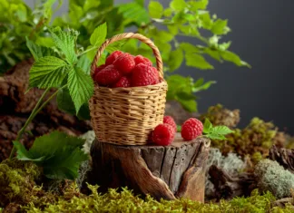 Maline sodijo med največja superživila poletja – ena junijska napaka pa vam lahko uniči pridelek. A small wicker basket filled with fresh, ripe raspberries on a old stump in forest. The vibrant red berries are piled high in the basket, with some spilling onto the surface below.