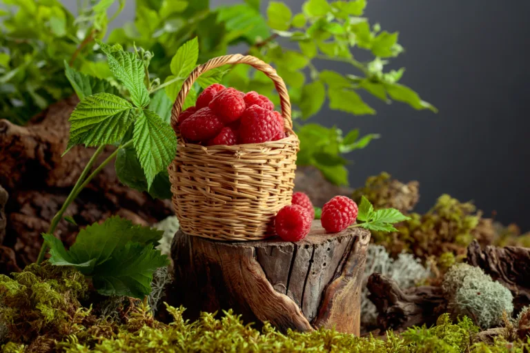 A small wicker basket filled with fresh, ripe raspberries on a old stump in forest. The vibrant red berries are piled high in the basket, with some spilling onto the surface below.