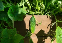 Zakaj so kumare odlična izbira po 60. letu – in kaj storiti, da jih bo na vrtu polno A wooden crate of cucumber standing on the grass in the garden.