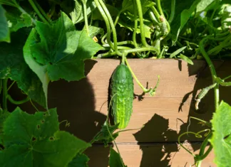 Zakaj so kumare odlična izbira po 60. letu – in kaj storiti, da jih bo na vrtu polno A wooden crate of cucumber standing on the grass in the garden.