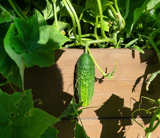 Zakaj so kumare odlična izbira po 60. letu – in kaj storiti, da jih bo na vrtu polno A wooden crate of cucumber standing on the grass in the garden.