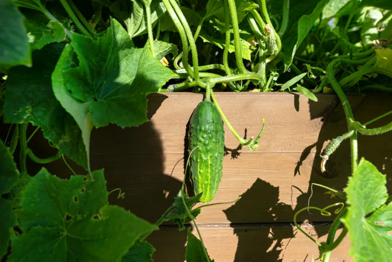 A wooden crate of cucumber standing on the grass in the garden.