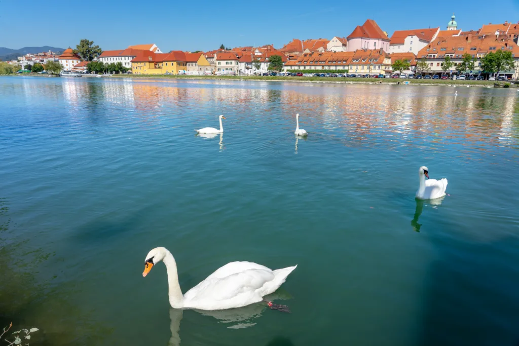 Beautiful reflection view of Lent district in Maribor Slovenia with swans .