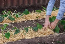 Ta preprost trik bo vaš vrt obvaroval pred vročino: večina ga še vedno ne uporablja Covering young cucumber plants with straw mulch to protect against rapid drying and control weeds in the garden.
