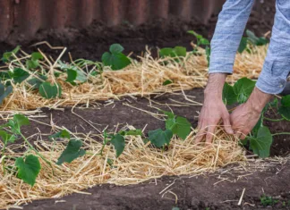 Ta preprost trik bo vaš vrt obvaroval pred vročino: večina ga še vedno ne uporablja Covering young cucumber plants with straw mulch to protect against rapid drying and control weeds in the garden.