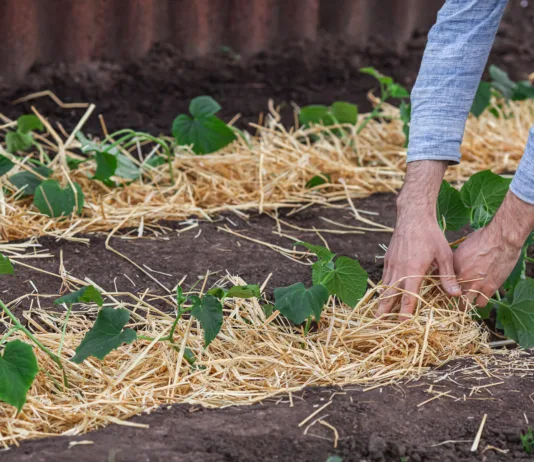 Ta preprost trik bo vaš vrt obvaroval pred vročino: večina ga še vedno ne uporablja Covering young cucumber plants with straw mulch to protect against rapid drying and control weeds in the garden.