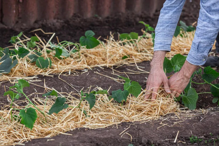 Covering young cucumber plants with straw mulch to protect against rapid drying and control weeds in the garden.