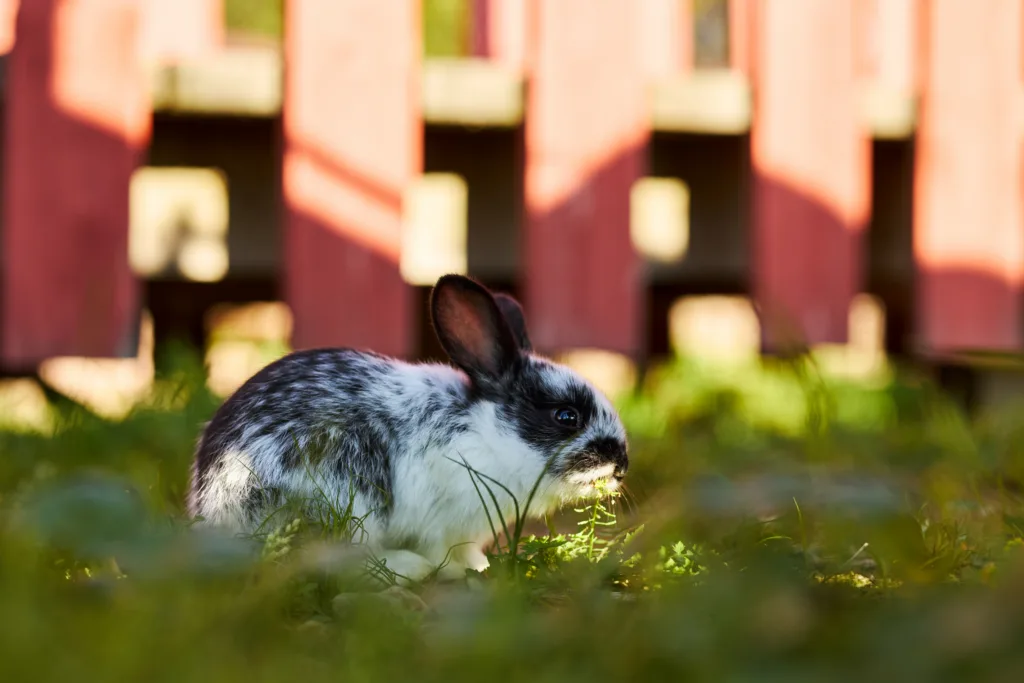 Spotted rabbit sitting on grass near wooden fence chewing on vegetation, sunlight casting shadows on ground, animal positioned in outdoor setting with natural elements visible