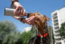 Pred nami je prvi vročinski val: veterinarji svarijo, da lahko že ena napaka ogrozi življenje vašega psa The concept of hot weather and a pet. Hands holding a bottle and giving water to a dog in an urban environment. Breed Airedale Terrier.