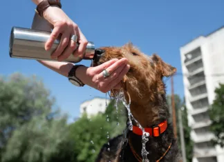 Pred nami je prvi vročinski val: veterinarji svarijo, da lahko že ena napaka ogrozi življenje vašega psa The concept of hot weather and a pet. Hands holding a bottle and giving water to a dog in an urban environment. Breed Airedale Terrier.