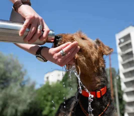 Pred nami je prvi vročinski val: veterinarji svarijo, da lahko že ena napaka ogrozi življenje vašega psa The concept of hot weather and a pet. Hands holding a bottle and giving water to a dog in an urban environment. Breed Airedale Terrier.