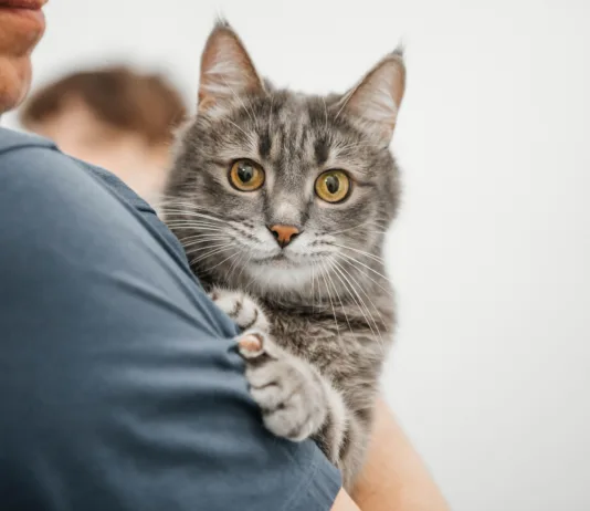 Imate mačko? S 1. septembrom se spremeni tole – zato ne odlašajte z obiskom veterinarja A grey cat is being held by a man