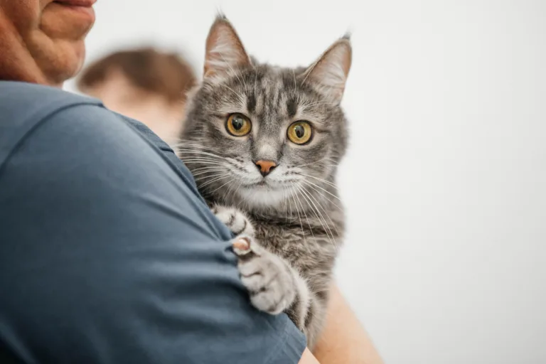 A grey cat is being held by a man