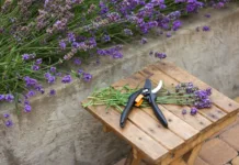 To je najboljši čas za žetev sivke. Veliko vrtičkarjev ga zamudi. bunch of cut lavender and secateurs against a backdrop of flowering lavender bushes. Gardening concept, plant care, lavender seasonal pruning.