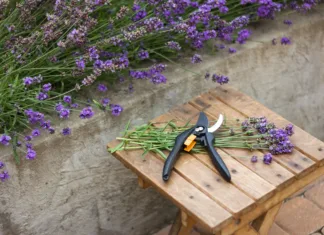To je najboljši čas za žetev sivke. Veliko vrtičkarjev ga zamudi. bunch of cut lavender and secateurs against a backdrop of flowering lavender bushes. Gardening concept, plant care, lavender seasonal pruning.