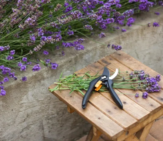 To je najboljši čas za žetev sivke. Veliko vrtičkarjev ga zamudi. bunch of cut lavender and secateurs against a backdrop of flowering lavender bushes. Gardening concept, plant care, lavender seasonal pruning.
