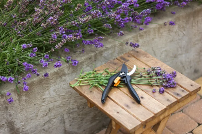 bunch of cut lavender and secateurs against a backdrop of flowering lavender bushes. Gardening concept, plant care, lavender seasonal pruning.
