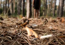 Pozor, v vsej Sloveniji velja stroga prepoved: ena napaka lahko drago stane vas – in vse ostale Burning bonfire in a forest may cause forest fire.