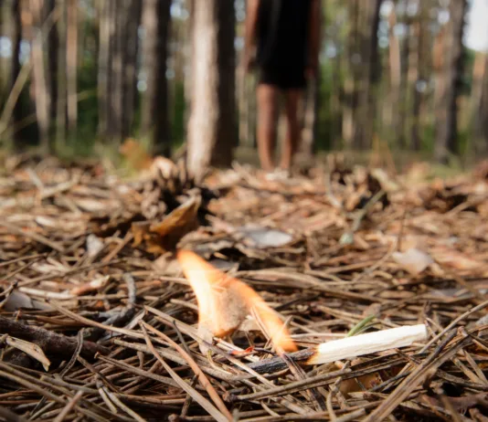 Pozor, v vsej Sloveniji velja stroga prepoved: ena napaka lahko drago stane vas – in vse ostale Burning bonfire in a forest may cause forest fire.