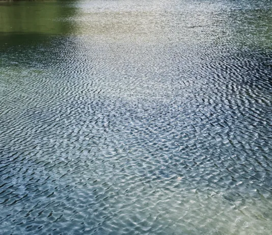 Pozor pri kopanju na teh lokacijah: zaradi vročine več alg, ki povzročajo reakcije na koži Close-up view of a calm water surface covered with delicate ripples, creating a natural abstract pattern. Soft reflections and subtle blue-green tones add texture and tranquility, making the image suitable for backgrounds, environmental themes, nature concepts, relaxation, and water-related projects.