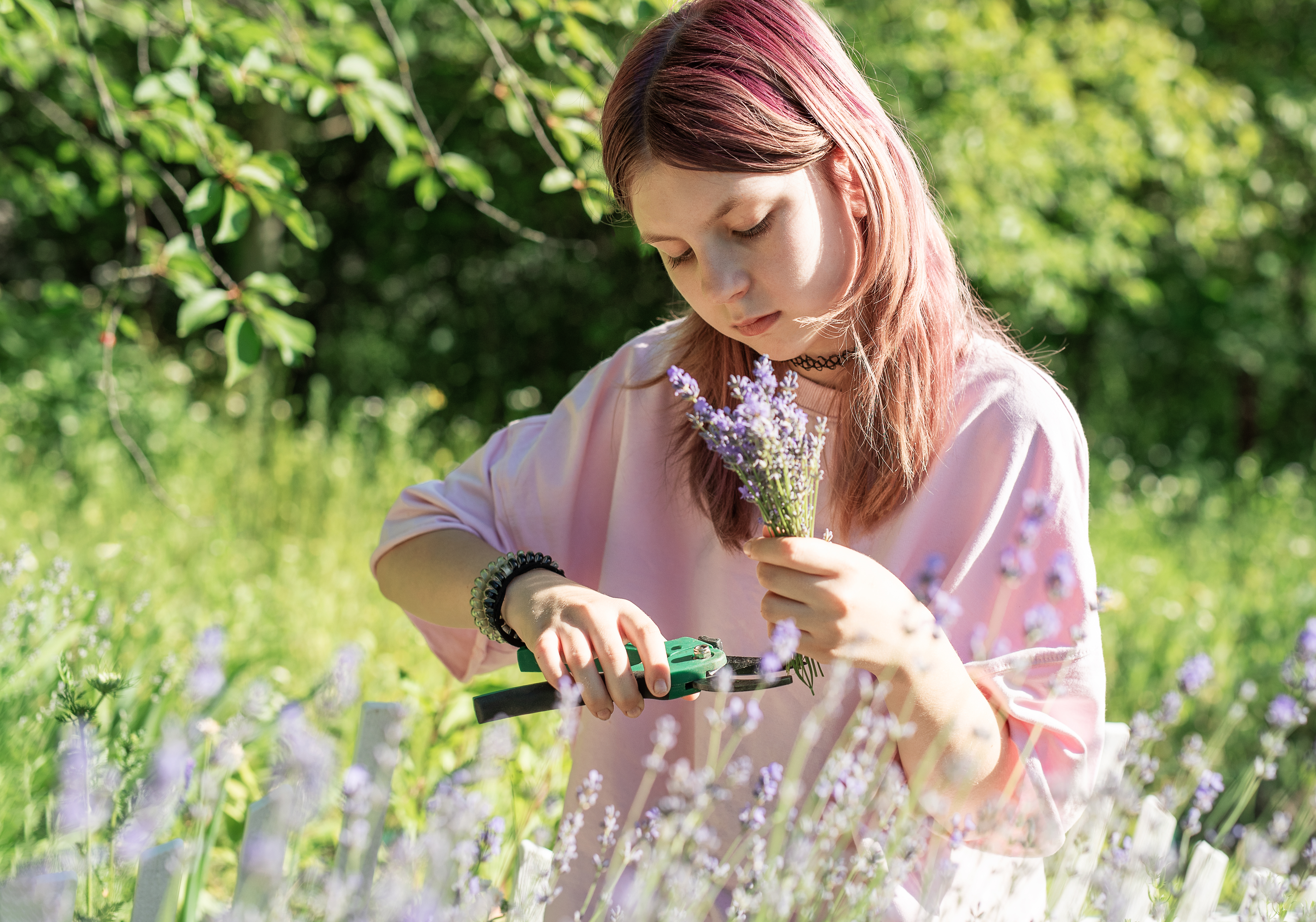 Young woman cutting lavender flowers with scissors in a field on a sunny summer day