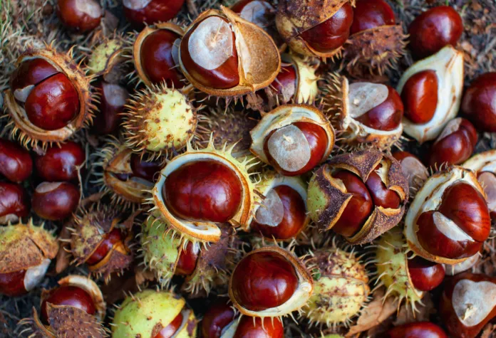 Fallen from the trees and peeled chestnuts in the shell lying on the ground Autumn, October afternoon outdoors