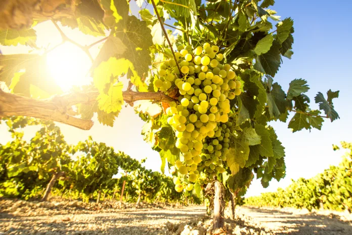white-wine-grapes-in-vineyard-on-a-sunny-day-stockpack-istock White wine grapes in vineyard on a sunny day