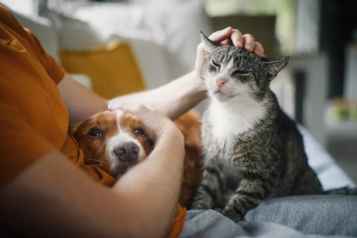 man-sitting-on-sofa-with-domestic-animals-pet-owner-stroking-his-old-cat-and-dog-together-stockpack-istock Man sitting on sofa with domestic animals. Pet owner stroking his old cat and dog together.