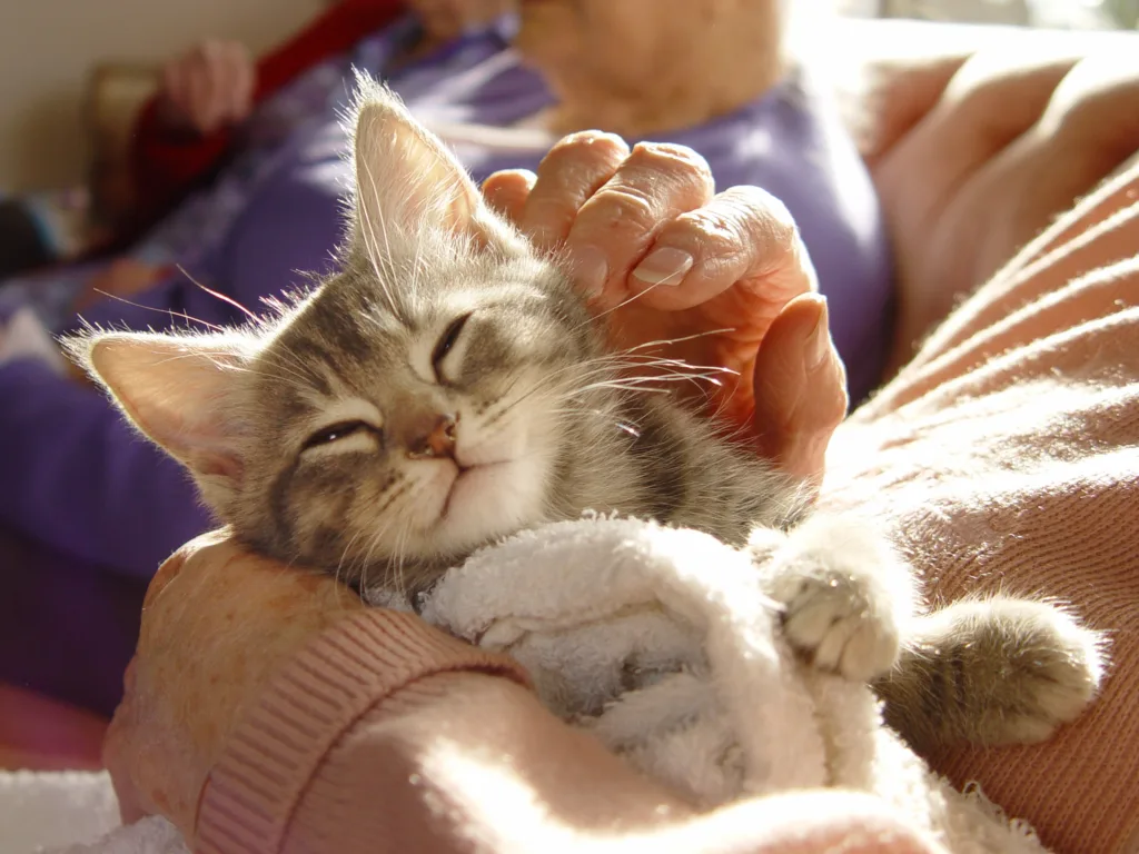 Pet therapy series